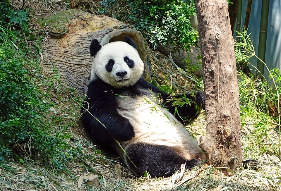 A panda lounges against a tree | Web design surrey