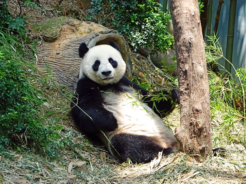 A panda lounges against a tree | Web design surrey