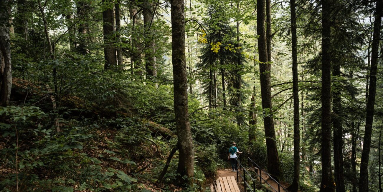 forest path, marketing strategy