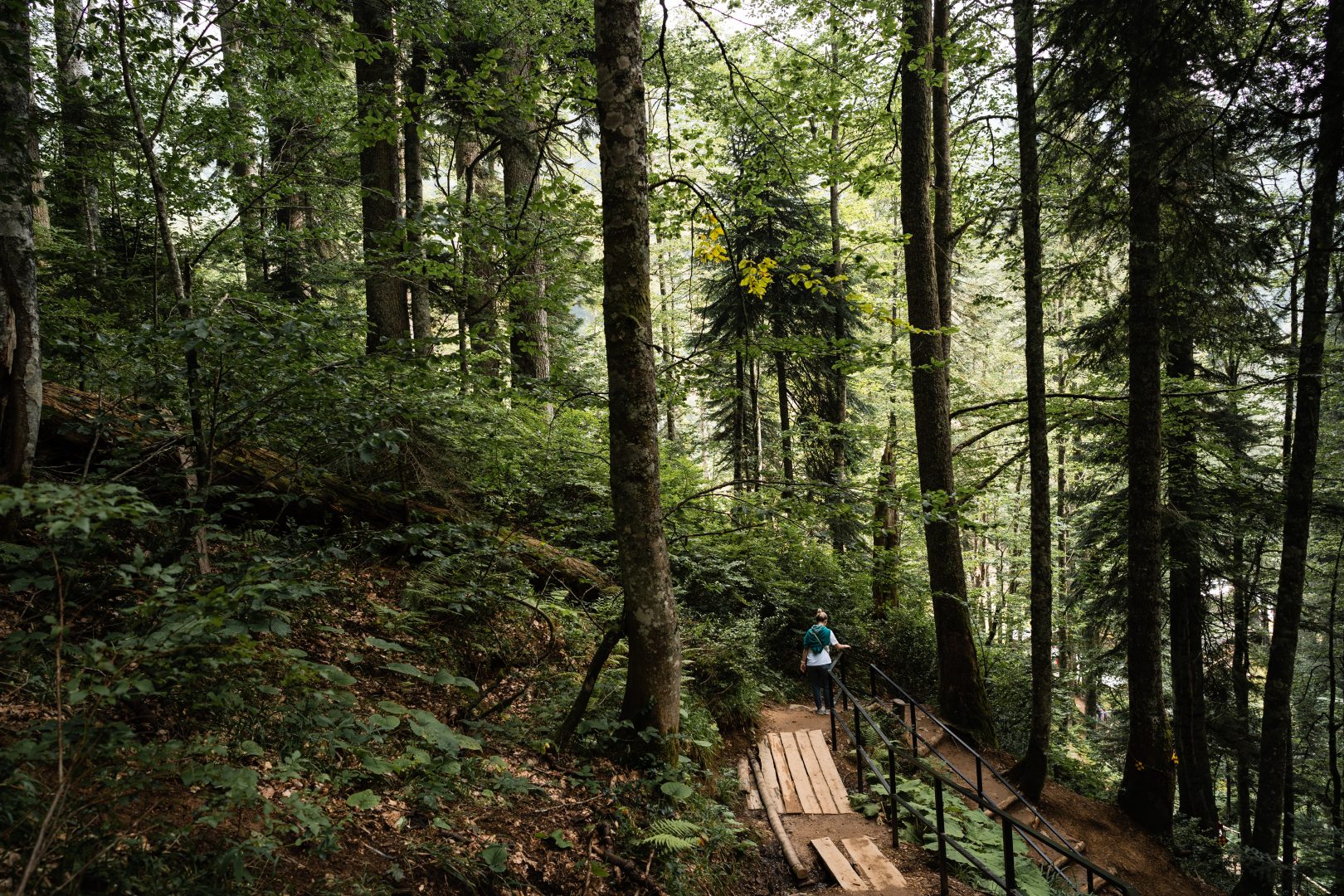 forest path, marketing strategy