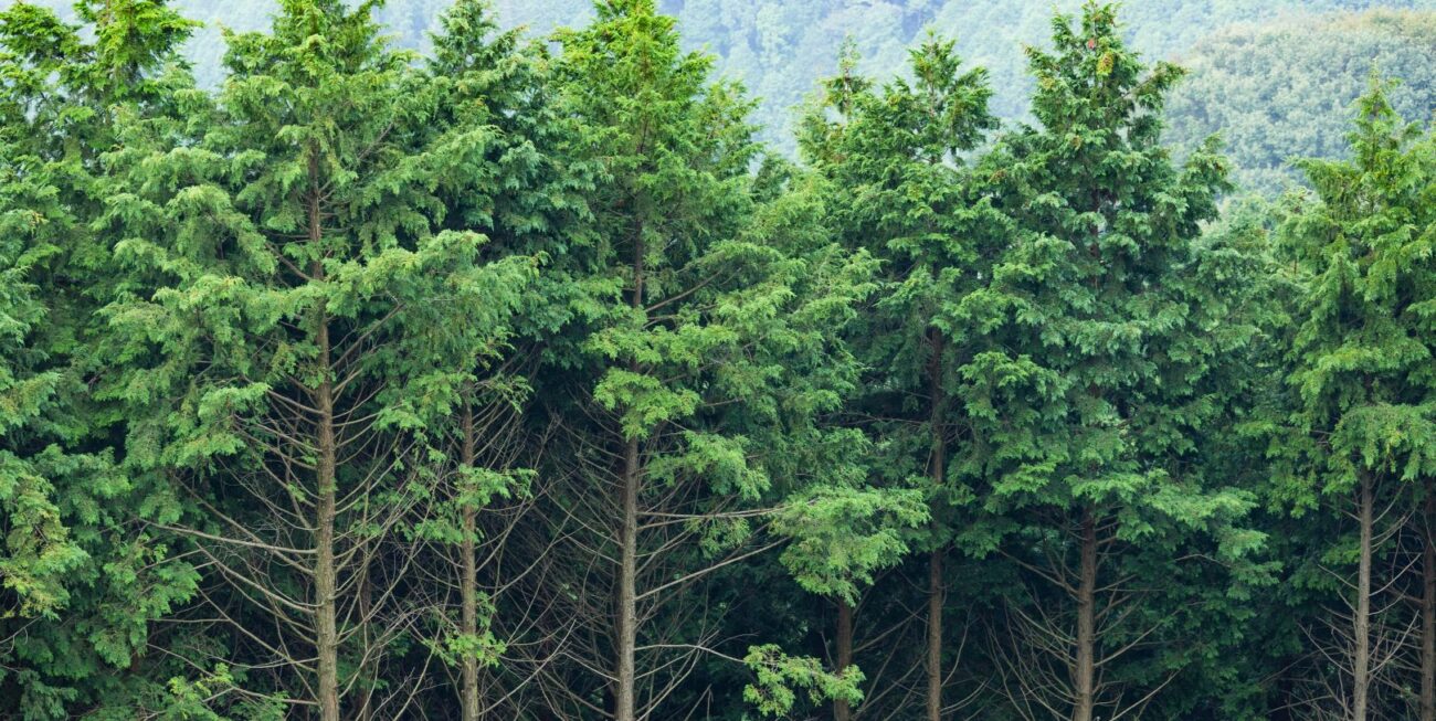 Web Development Surrey